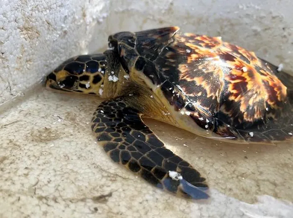 Do biết đây là một trong 5 loài rùa biển quý hiếm, nguy cấp của Việt Nam nên ông Anh đã chủ động mua lại cá thể rùa biển này và liên hệ Chi cục Thủy sản Bình Định để giao nộp thả về môi trường tự nhiên.