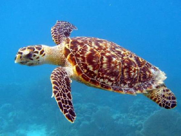 Chiều 12/8, Chi cục Thủy sản Bình Định đã thả cá thể rùa biển này về biển tại khu vực biển Đề Gi. Cá thể rùa biển trên nặng khoảng 1,5kg, chiều dài mai dài 24cm, rộng 21cm.