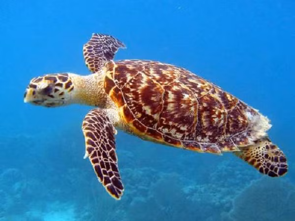 Chiều 12/8, Chi cục Thủy sản Bình Định đã thả cá thể rùa biển này về biển tại khu vực biển Đề Gi. Cá thể rùa biển trên nặng khoảng 1,5kg, chiều dài mai dài 24cm, rộng 21cm.