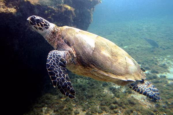 Đầu nhọn, rộng khoảng 12cm, miệng có dạng như mỏ diều hâu, phần trước đầu có 2 tấm vảy. Trên mỗi chân bơi có 2 móng vuốt sắc. Mai rùa mới nở màu vàng đen (từ vàng tối đến vàng sáng), sau đó chuyển dần sang màu vàng nhạt.