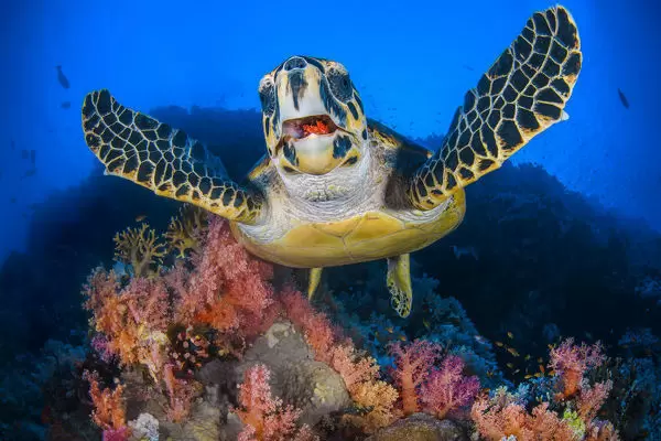 Đồi Mồi phân bố ở khắp vùng biển Việt Nam trước 1990. Các tỉnh ven biển Việt Nam, chủ yếu Quảng Ninh, Hải Phòng, Phú Yên, Khánh Hoà, Bình Thuận, Côn Đảo, Kiên Giang, quần đảo Hoàng Sa và Trường Sa.