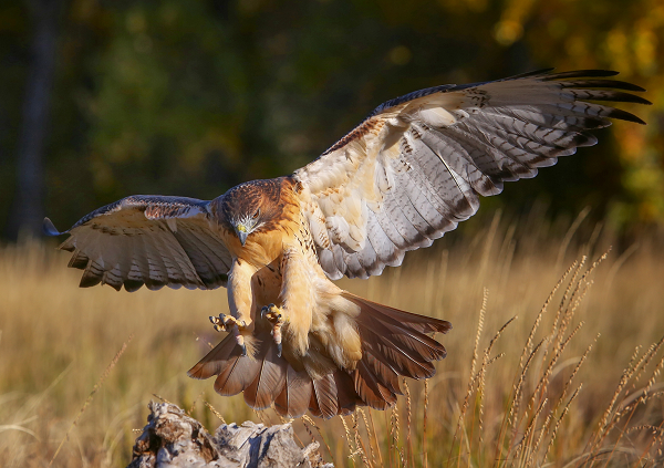 Chim ưng đuôi đỏ (Red-tailed Hawk) là một loài " quái điểu" sống trong những vùng cây cối rậm rạp, chủ yếu ở vùng Bắc Mỹ, nặng khoảng 3 - 4,4kg, sải cánh dài gần 1,5m. Ưng đuôi lửa cũng là loài ăn thịt theo kiểu cơ hội, và nó gần như là ăn bất kỳ động vật nhỏ nào mà nó bắt gặp.
