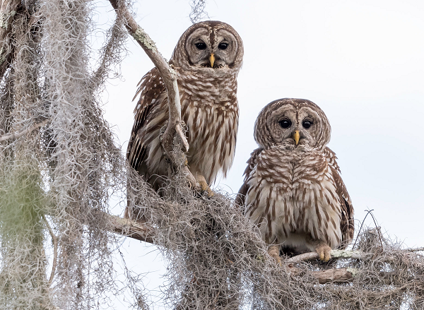 Cú vọ sọc (Barred Owl) là một loài cú lông mịn sống vùng rừng đầm lầy thuộc miền Nam Hoa Kỳ. Sải cánh của Barred Owl khoảng 1m, nặng 1,2kg.