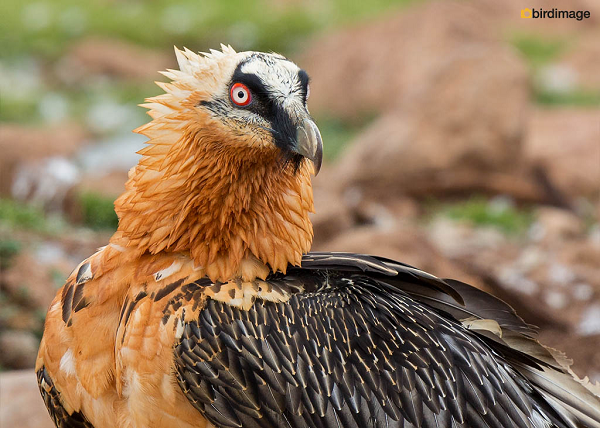 Kền kền cừu (Lammergier) cực thích ăn những món cứng, đặc biệt là những thứ có bên trong tủy xương. Để có thể ăn được tủy xương, chúng thường mang khúc xương lên cao, thả xuống đất để chúng vỡ ra và thưởng thức.