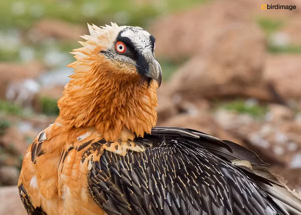 Kền kền cừu (Lammergier) cực thích ăn những món cứng, đặc biệt là những thứ có bên trong tủy xương. Để có thể ăn được tủy xương, chúng thường mang khúc xương lên cao, thả xuống đất để chúng vỡ ra và thưởng thức.