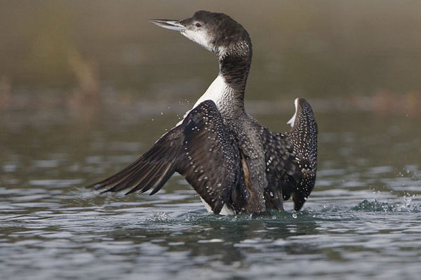 Một số thợ lặn không may bơi tới vùng loài chim lặn này đang sống và hậu quả là bị chiếc mỏ sắc như dao găm của nó đâm xuyên bụng, lưng thậm chí đầu và cổ. Có thể nói, đây là một khắc tinh nhất của các nhà nghiên cứu thủy sinh và thợ lặn.