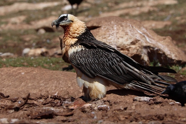 Điều này là mối đe dọa lớn nếu như nơi chúng thả thức ăn xuống có con người, nguy hiểm hơn nếu như thứ nó “thả” là một mai rùa cứng như đá chứ không phải là khúc xương đơn thuần.
