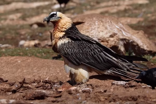 Điều này là mối đe dọa lớn nếu như nơi chúng thả thức ăn xuống có con người, nguy hiểm hơn nếu như thứ nó “thả” là một mai rùa cứng như đá chứ không phải là khúc xương đơn thuần.