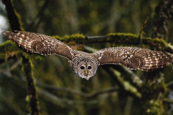 Đôi mắt của cú vọ này rất tinh, vẫn có thể săn mồi dễ dàng kể cả khi trời tối. Những người đi bộ đường dài ở vùng Tây Bắc Thái Bình Dương có thể phải trả giá đắt khi xâm phạm vào khu rừng lãnh thổ của loài cú vọ sọc.