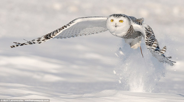 Cú Tuyết (Snowy Owl) có bộ lông trắng tinh khiết với mắt màu đen. Nó thường cao từ 63 đến 73 cm, với độ sải cánh từ 1,25 đến 1,5m. Trọng lượng trung bình của con cái là 2,3 kg và con đực là 1,8 kg. Chúng là loài cú lớn nhất ở Bắc Mỹ và là loài nặng nhất trong số các loài cú.