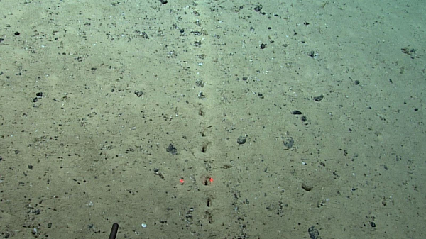 Các lỗ thủng bí ẩn này được bố trí "thẳng hàng một cách hoàn hảo" ở độ sâu khoảng 2,6 km dưới đáy biển, và họ không thể lý giải được ai hay thứ gì đã tạo ra chúng.