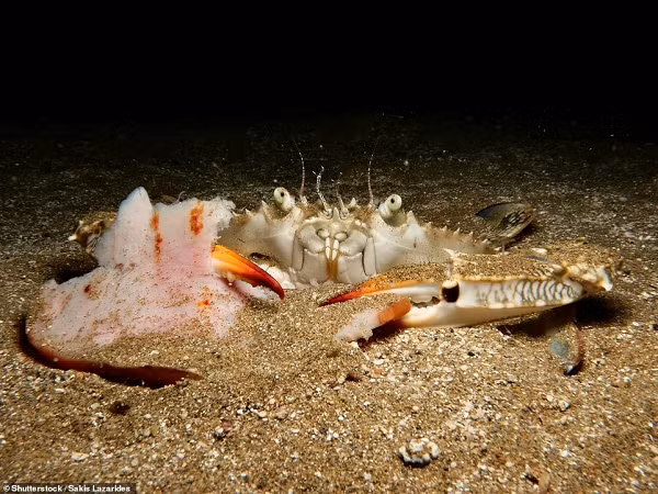 Khi ấy, các nhà khoa học đã đề xuất rằng một loài sinh vật sống dưới đáy biển đã tạo ra những lỗ hổng này. Họ cũng không loại trừ khả năng lớp đá trầm tích do tác động của thiên nhiên, đã tạo thành các lỗ, hay thậm chí do một nền văn minh nào đó không đến từ Trái Đất.