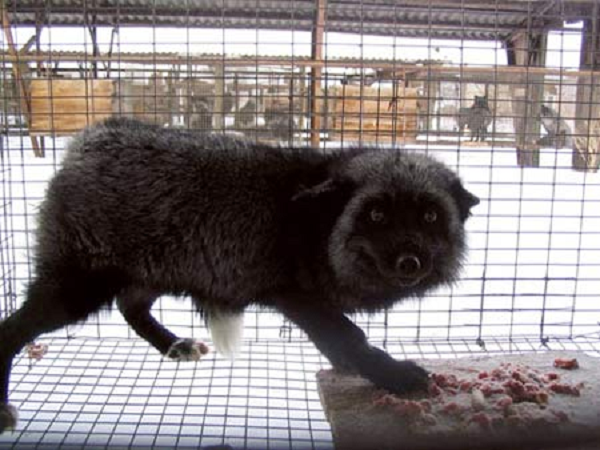 Các nhà khoa học tại Viện di truyền và tế bào học ở Novosibirsk, Nga, đã nhân giống chọn lọc để tạo ra những con cáo xám bạc cực kỳ hung dữ. Sau 36 thế hệ, khoảng 200 con cáo luôn la hét, lao tới vồ đớp khi con người tiến gần tới chuồng của chúng.