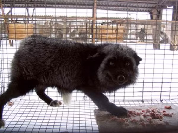 Các nhà khoa học tại Viện di truyền và tế bào học ở Novosibirsk, Nga, đã nhân giống chọn lọc để tạo ra những con cáo xám bạc cực kỳ hung dữ. Sau 36 thế hệ, khoảng 200 con cáo luôn la hét, lao tới vồ đớp khi con người tiến gần tới chuồng của chúng.