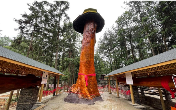 Loại gỗ này còn có mùi hương thanh nhã, nước không thấm, không bị mối mọt, càng không mục ruỗng. Những sợi tơ ánh vàng là lý do khiến Kim tơ nam mộc nổi tiếng nhưng nguyên nhân trực tiếp tạo ra mức giá "khủng" của loại gỗ này chính là ở chi phí vận chuyển.