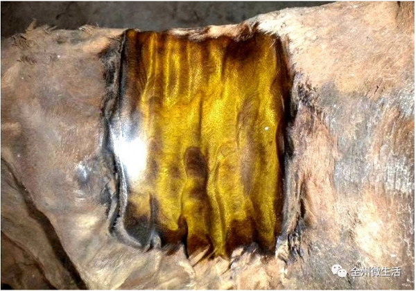 Vì không biết nên làm gì với khúc gỗ nên lão nông đã vứt nó ở sân và quên luôn suốt 9 năm trời. Mãi đến khi ông tham gia một chương trình thẩm định cổ vật do trang Web Thực Vật tổ chức tại Vũ Hán. Ông đã kể lại câu chuyện mình lấy được khối gỗ dưới sông, điều này khiến cho nhóm chuyên gia của chương trình vô cùng quan tâm.