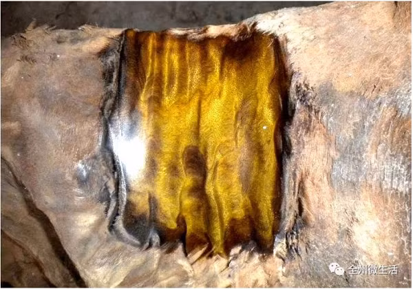 Vì không biết nên làm gì với khúc gỗ nên lão nông đã vứt nó ở sân và quên luôn suốt 9 năm trời. Mãi đến khi ông tham gia một chương trình thẩm định cổ vật do trang Web Thực Vật tổ chức tại Vũ Hán. Ông đã kể lại câu chuyện mình lấy được khối gỗ dưới sông, điều này khiến cho nhóm chuyên gia của chương trình vô cùng quan tâm.