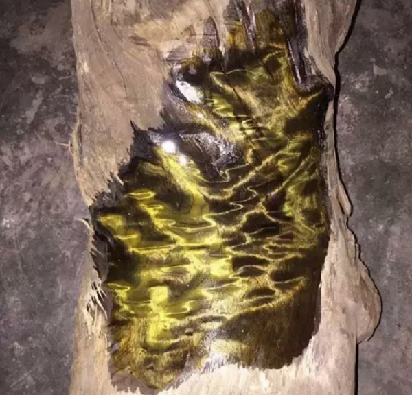 Ông cho biết, đây là gỗ âm trầm có niên đại không dưới 400 năm tuổi. Theo quan sát, giá trị của những khúc này lên tới 20 triệu NDT (hơn 70 tỷ VND), thậm chí có khi còn hơn thế.