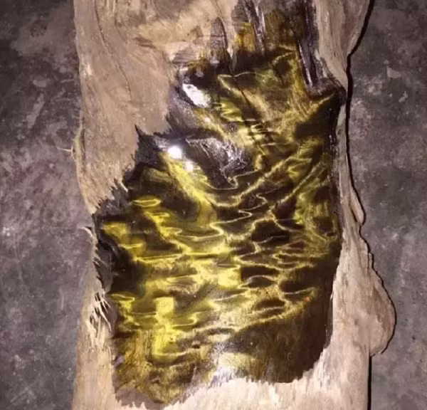 Ông cho biết, đây là gỗ âm trầm có niên đại không dưới 400 năm tuổi. Theo quan sát, giá trị của những khúc này lên tới 20 triệu NDT (hơn 70 tỷ VND), thậm chí có khi còn hơn thế.