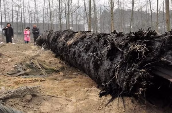 Bởi thời đó, các dầm và cột của Tử Cấm Thành đều được làm bằng gỗ này. Trên đường chuyển từ Tứ Xuyên đến Bắc Kinh vô tình bị trôi dạt tới huyện Gia Ngư và nằm dưới sông từ đó tới giờ.