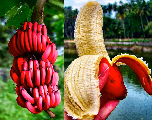 Chuối đỏ hay còn có tên gọi khác là chuối Dacca có xuất xứ từ Australia. Theo quan sát, chuối đỏ có quả nhỏ hơn chuối bình thường. Vỏ chuối màu đỏ thậm, dày cùng với thịt mềm và ngọt có mùi thơm nhẹ tạo nên sự đặc biệt của loại chuối này.