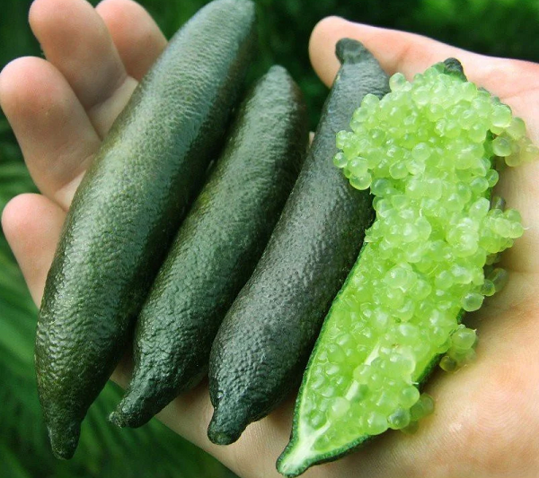 Chanh ngón tay - finger lime (tên khoa học là Microcitrus australasica) là một loài thực vật có hoa thuộc họ cam chanh, và là một trong 6 loài chanh bản địa của Úc.