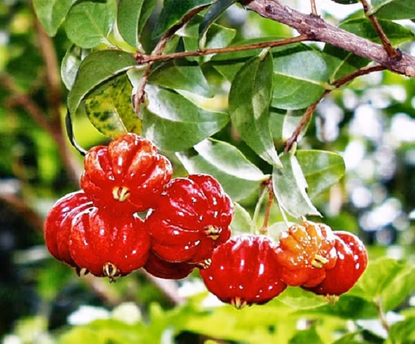 So với anh đào đỏ, những trái anh đào màu đen hiếm hơn hẳn, đặc biệt chúng ngọt và ít nhựa hơn. Surinam cherry là loài cây bụi cao có thể tới 10 mét, được trồng phổ biến ở Nam Mỹ.