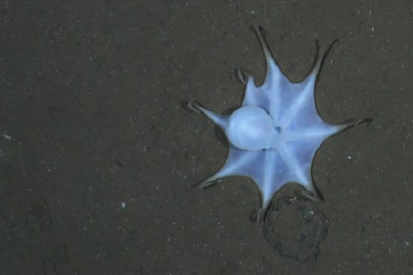 Và đáng lẽ bạch tuộc sống ở độ sâu nông hơn và ở môi trường nhiệt đới hơn thì xúc tu càng phải dài và mỏng hơn. Thay vì duỗi ra để lấy thức ăn, bạch tuộc "ma" đã sử dụng chiến thuật thay thế là xoay người sang xung quanh để miệng của nó, ở mặt dưới cơ thể, tiếp xúc trực tiếp với thức ăn.