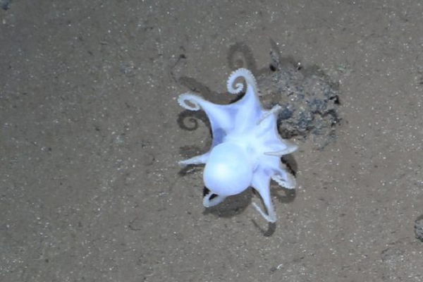 Bạch tuộc Casper rất phổ biến tại các vùng mỏ mangan, chính những nơi mà các thợ mỏ hi vọng lấy được thứ kim loại hấp dẫn này. Điều này có thể khiến loài bạch tuộc dễ thương này tuyệt chủng.