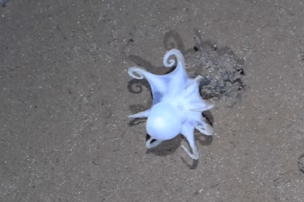 Bạch tuộc Casper rất phổ biến tại các vùng mỏ mangan, chính những nơi mà các thợ mỏ hi vọng lấy được thứ kim loại hấp dẫn này. Điều này có thể khiến loài bạch tuộc dễ thương này tuyệt chủng.