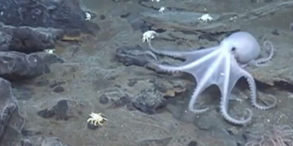 Hiện tại, loài bạch tuộc Casper nhợt nhạt và bí ẩn này vẫn chưa được đặt tên chính thức, vì mọi điều chúng ta biết về chúng chỉ qua hình ảnh. Chưa có ai thu thập được mẫu vật để nghiên cứu chi tiết.