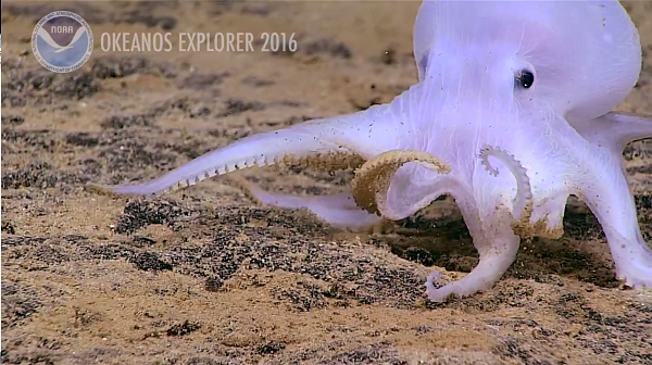 Có thể màu sắc nhợt nhạt của Casper có thể do thức ăn của nó thiếu sắc tố. Một bí ẩn khác là các xúc tu của Casper đều ngắn, dù không phải do phạm vi tiếp cận của nó hạn chế.