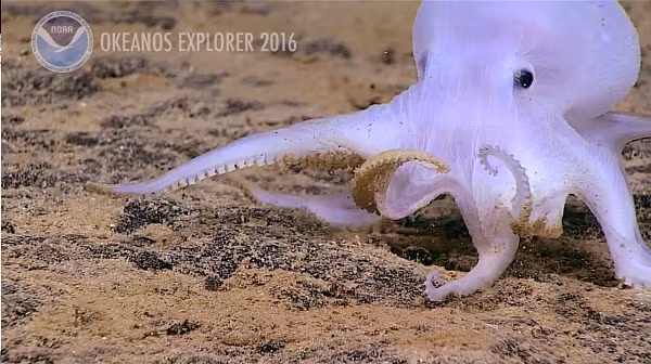 Có thể màu sắc nhợt nhạt của Casper có thể do thức ăn của nó thiếu sắc tố. Một bí ẩn khác là các xúc tu của Casper đều ngắn, dù không phải do phạm vi tiếp cận của nó hạn chế.