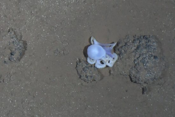 Không giống như phần lớn các loài bạch tuộc, bạch tuộc “ma” được phát hiện không có vây và tất cả các giác đều nằm xếp thành một hàng trên mỗi xúc tu. Da của nó có màu sáng hoàn toàn khác biệt.