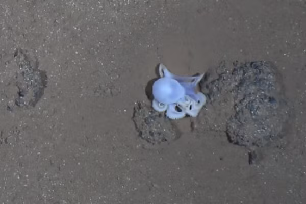 Không giống như phần lớn các loài bạch tuộc, bạch tuộc “ma” được phát hiện không có vây và tất cả các giác đều nằm xếp thành một hàng trên mỗi xúc tu. Da của nó có màu sáng hoàn toàn khác biệt.