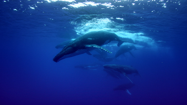 Cho đến nay, vẫn chưa ai có cơ hội tận mắt chứng kiến "52 Blue" hay ghi được bất cứ hình ảnh nào về chú cá voi này. Tất cả những gì người ta thu được về nó chỉ là tiếng gọi kỳ lạ ấy qua máy dò của hải quân.