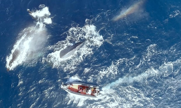 Nhìn vào những đường rối rắm trên bản đồ của 52 Blue, các nhà khoa học không thể không đặt câu hỏi: 52 Blue đang tìm kiếm thứ gì vậy? Còn rất nhiều bí ẩn về 52 Blue mà giới khoa học chưa thể giải đáp.