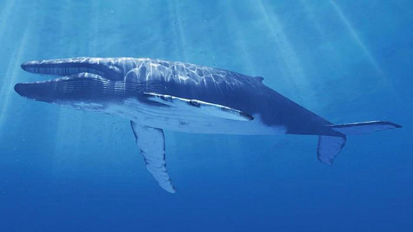 Vì nguyên nhân này, người ta cho rằng không một chú cá voi nào trên thế giới có thể bắt sóng được "52 Hz". Và đương nhiên, khi không nghe được thì cũng sẽ chẳng có lời đáp trả nào.