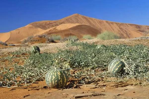 Sa Pha Đầu nằm ở rìa phía Đông Nam của sa mạc Tengger (hay còn gọi là sa mạc Đằng Cách Lý) ở khu tự trị Ninh Hạ, Trung Quốc. Ở nơi đầy nắng và gió như Sa Pha Đầu, trồng đủ loại dưa hấu là chuyện không có gì kỳ lạ.