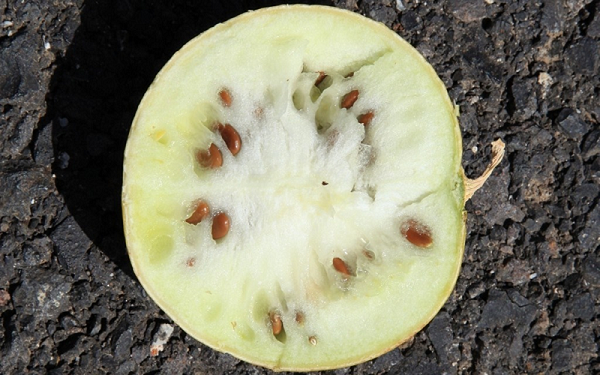 Nhìn bên ngoài, loại dưa hấu này trông rất bình thường, nhưng khi bổ đôi ra thì bên trong ruột là màu trắng, hạt hơi có màu xanh, không có mùi vị và rất đắng.