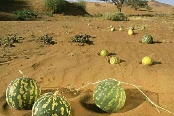 Hơn nữa, vỏ của dưa hấu thuốc còn có rất nhiều lông tơ. Loại lông mịn này có chứa hàm lượng kiềm cao, nếu bạn vô tình chạm vào sẽ vô cùng ngứa ngáy.