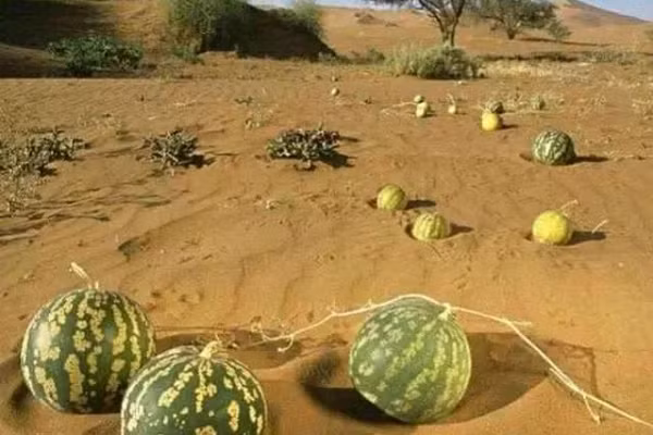 Hơn nữa, vỏ của dưa hấu thuốc còn có rất nhiều lông tơ. Loại lông mịn này có chứa hàm lượng kiềm cao, nếu bạn vô tình chạm vào sẽ vô cùng ngứa ngáy.