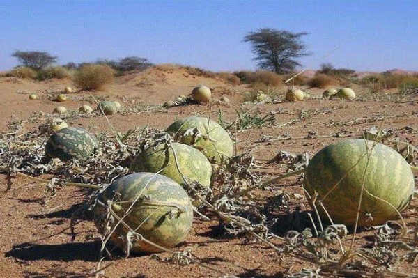 Tuy nhiên, những cánh đồng đầy ắp quả dưa hấu sa mạc căng mọng này lại để bảng hiệu cấm, nhắc nhở du khách không được hái và ăn. Lí do đằng sau cũng khiến mọi người tránh xa loại quả này.