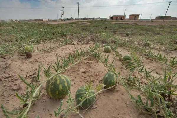 Mặc dù trong thịt quả dưa hấu thuốc không có nhiều nước nhưng trong dây leo và thân rễ của chúng vẫn còn nước, nước ép này có tính ăn mòn rất cao, khi tiếp xúc với da sẽ tạo ra cảm giác bỏng rát, cảm giác đau đớn khiến người ta ám ảnh cả đời.