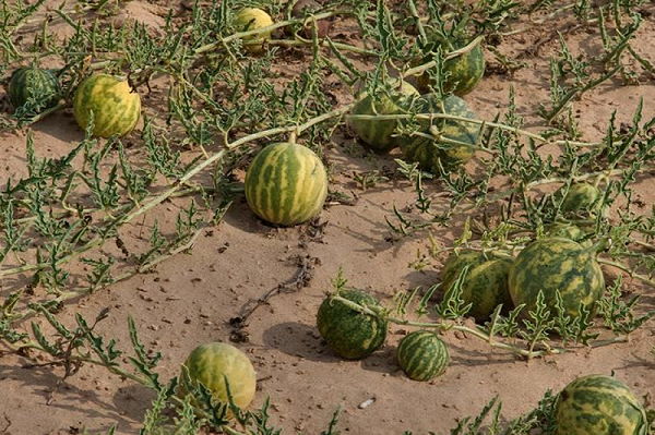 Mặc dù ban đầu nó không độc nhưng do môi trường mà nó đã phát triển thành loại dưa hấu độc, tất cả các lớp biểu bì đều có độc tính rất mạnh. Nếu vô tình ăn phải nó, du khách sẽ bị nhiễm độc.