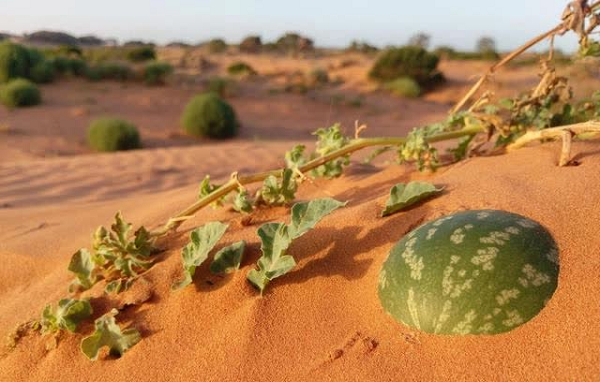 Tuy nhiên đây là một loại quả hoang dã có chất độc rất cao bên trong. Mặc dù có rất nhiều dưa hấu trên sa mạc nhưng người dân bản địa không bao giờ dám ăn nó.