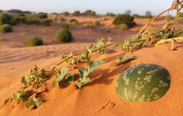 Tuy nhiên đây là một loại quả hoang dã có chất độc rất cao bên trong. Mặc dù có rất nhiều dưa hấu trên sa mạc nhưng người dân bản địa không bao giờ dám ăn nó.