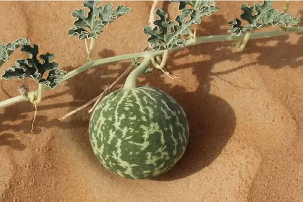 Theo nghiên cứu, các nhà thực vật học đã phát hiện ra dưa hấu thuốc có chứa 4 loại saponin, 3 loại hợp chất sắt và 2 loại ancaloit, khi trộn lẫn với nhau sẽ tạo thành chất độc cực mạnh.