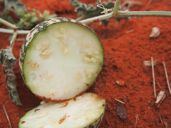 Nếu chẳng may ăn phải loại dưa hấu này, bạn sẽ cảm thấy không khỏe, chóng mặt, buồn nôn, đau dạ dày,… có thể uống sữa để giảm đau, thuốc Atropine cũng có tác dụng giải độc tố, và lập tức đến bệnh viện. Nếu bạn được điều trị, khả năng sống sót sẽ được cải thiện đáng kể.