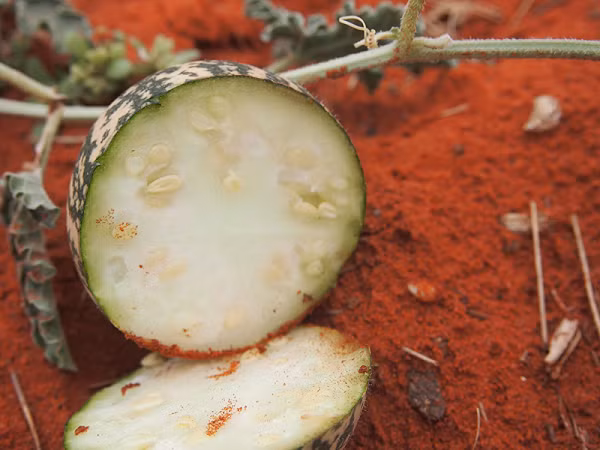 Nếu chẳng may ăn phải loại dưa hấu này, bạn sẽ cảm thấy không khỏe, chóng mặt, buồn nôn, đau dạ dày,… có thể uống sữa để giảm đau, thuốc Atropine cũng có tác dụng giải độc tố, và lập tức đến bệnh viện. Nếu bạn được điều trị, khả năng sống sót sẽ được cải thiện đáng kể.